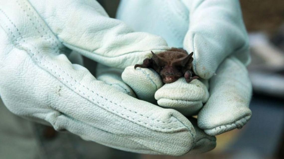 Alerta en Sauce Viejo: detectaron un murciélago con rabia