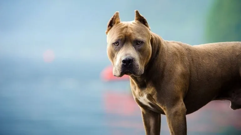 Un pitbull mordió a una niña y a un bebé en Santa Fe