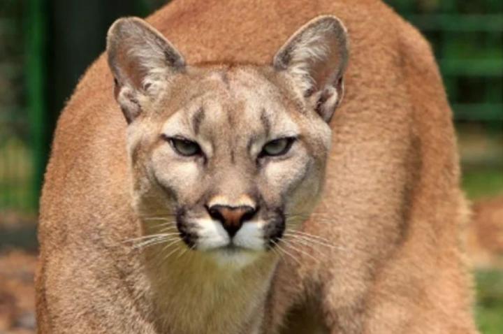 Santa Cruz prohibió la caza de pumas y zorros