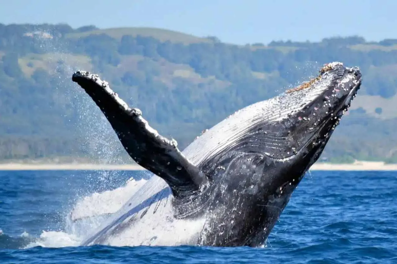 Comenzó la temporada de Ballenas en Chubut