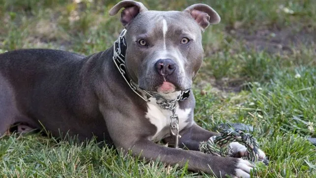 Otro ataque de un perro pitbull en Santa Fe