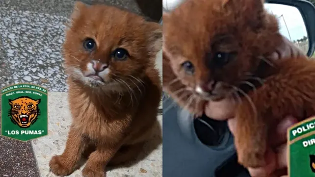 Rescataron a un cachorro de puma en Santa Fe