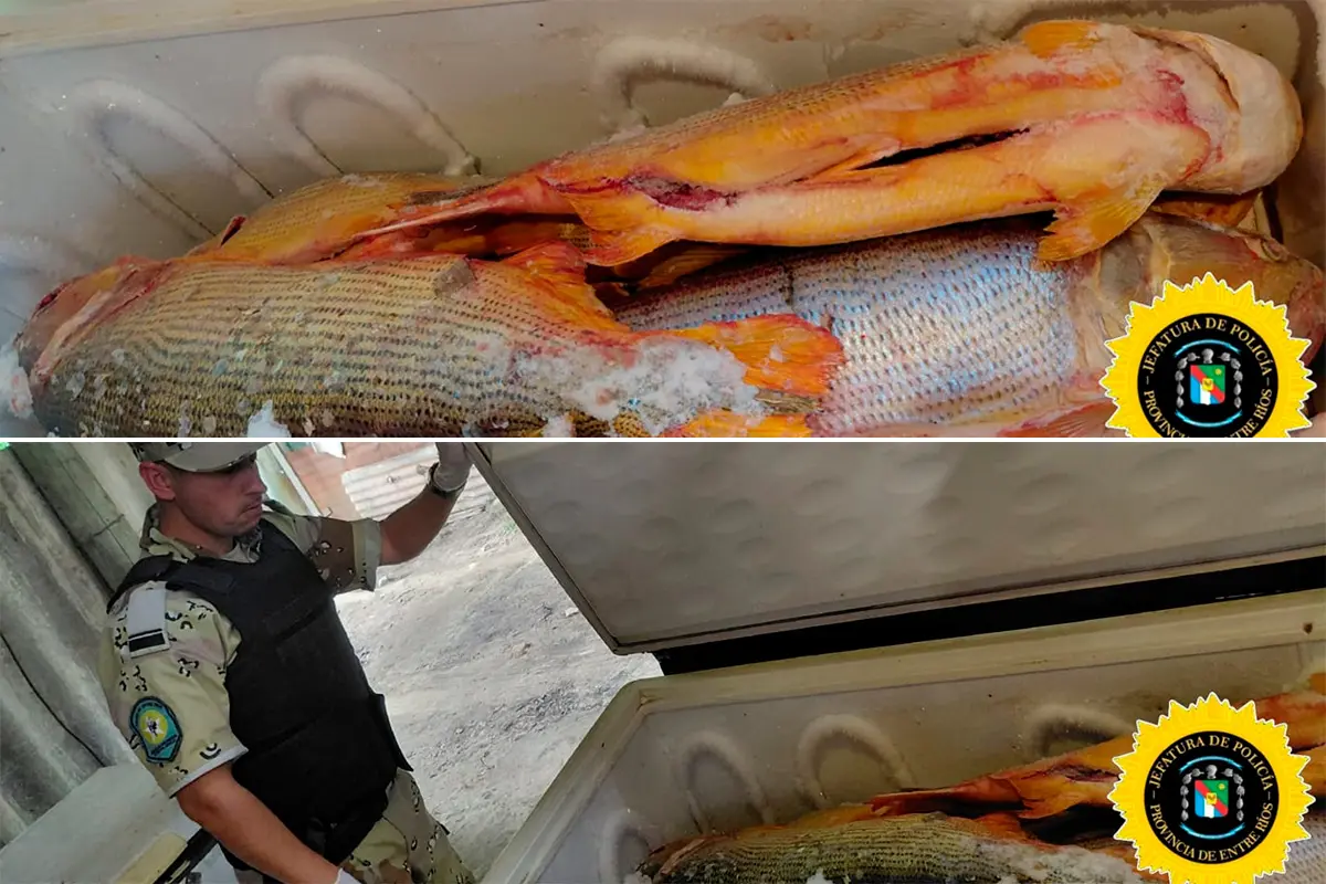 Decomisan más de 1 tonelada de dorados en Entre Ríos