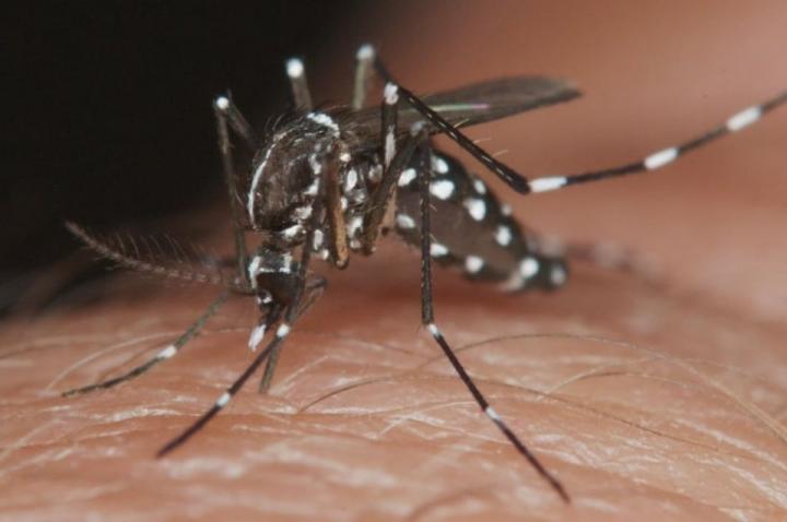 Rosario: “Hay mosquitos volando en toda la ciudad” 