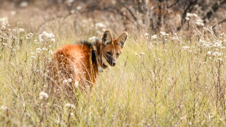 Santa Fe concretó 500 liberaciones de animales silvestres 