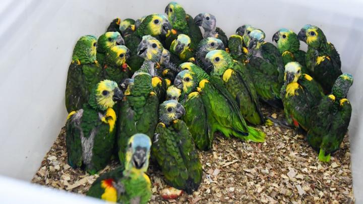 Santa Fe rescató más de 500 animales silvestres 