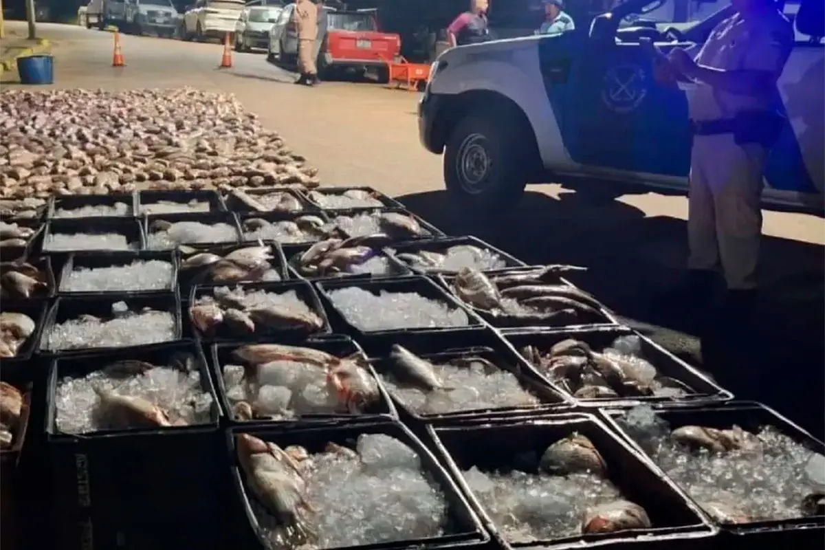 Entre Ríos: decomisan más de 9 toneladas de sábalos