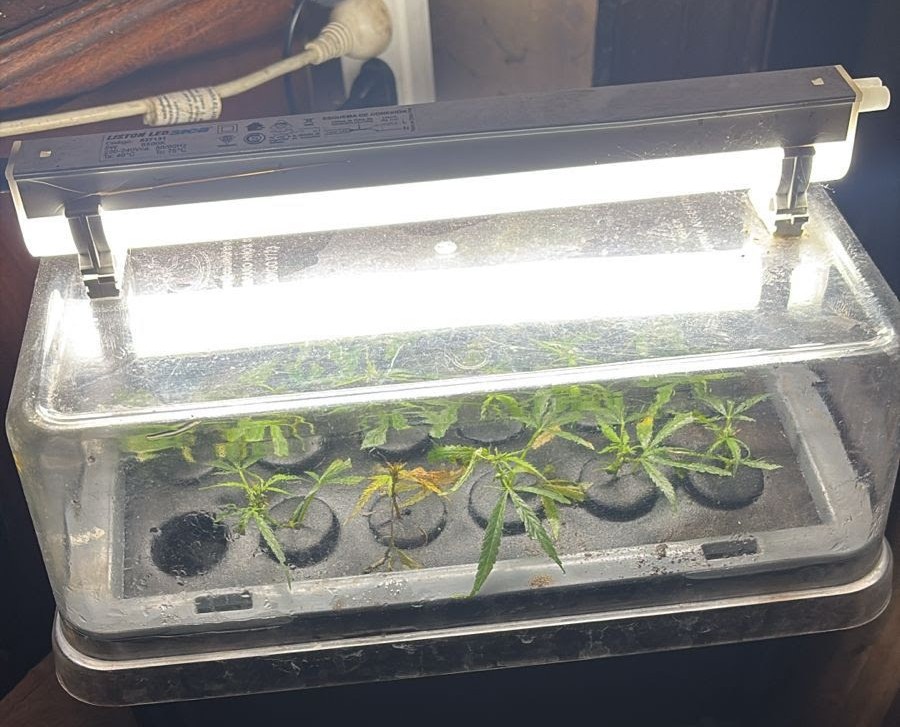 Descubren un vivero de marihuana en la ciudad de Santa Fe