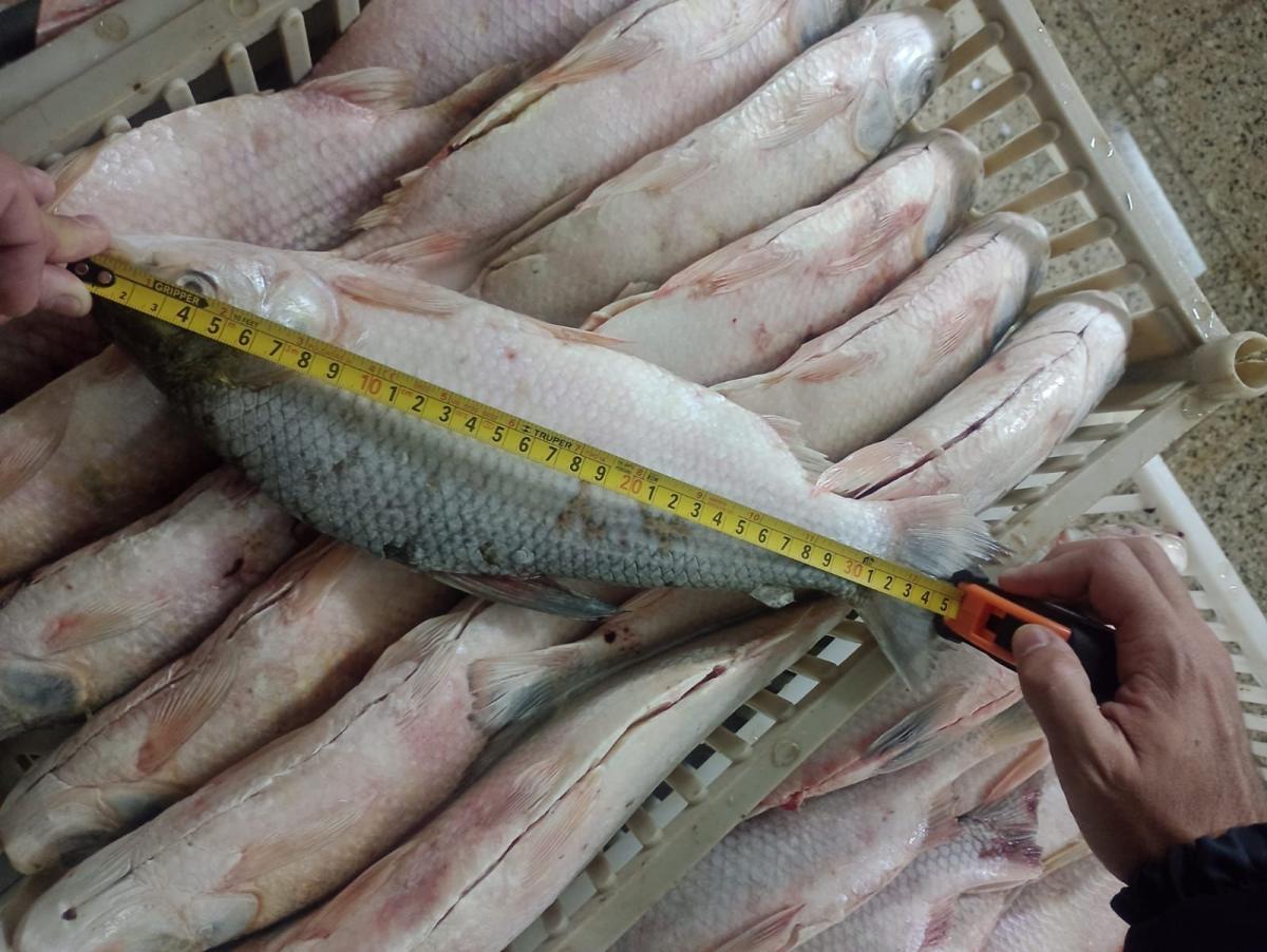 Incautan 3 toneladas de boga: eran más chicas de la talla minima