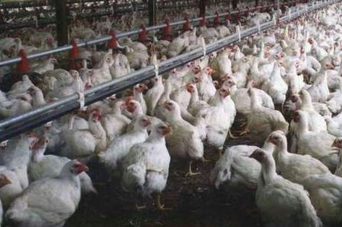 Insólito: quieren pagar los salarios con pollos