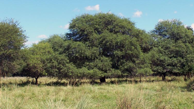  La Provincia asignó $ 30 millones para bosques nativos