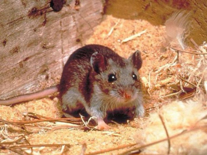 Confirman un caso de hantavirus en Esperanza