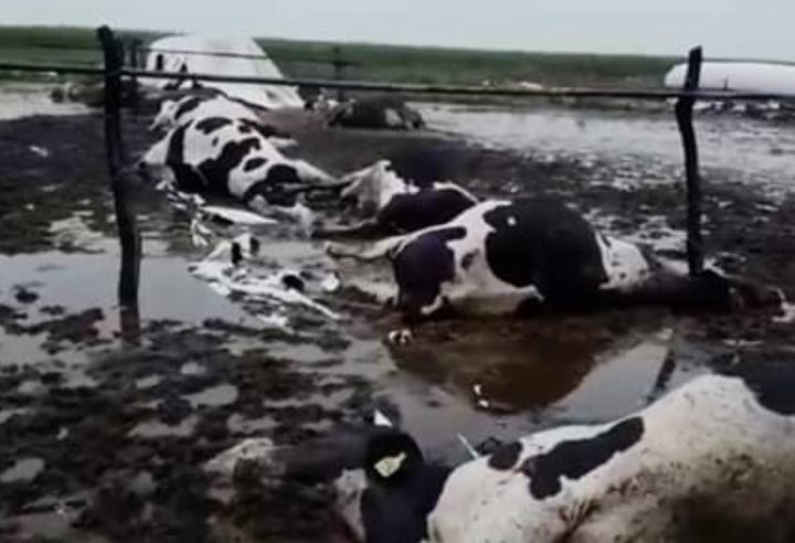 Un rayo mató a 21 vacas en campos de Santa Fe