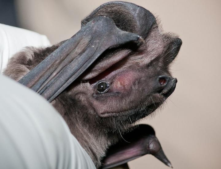 Bloquean un caso de rabia en Santa Fe