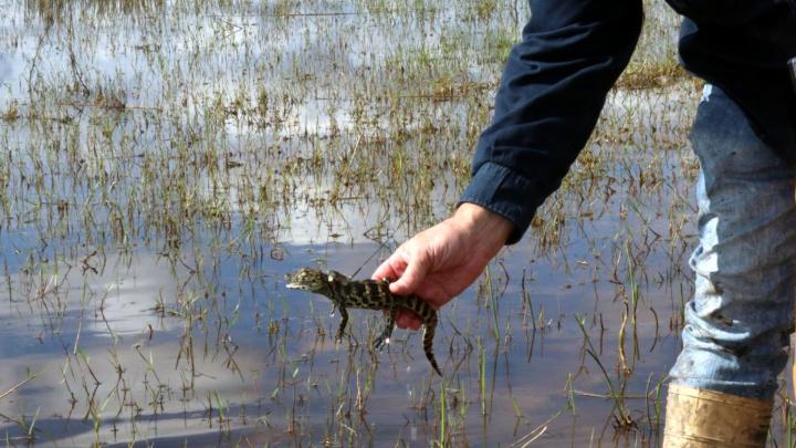 Liberan yacarés en una reserva de Santa Fe
