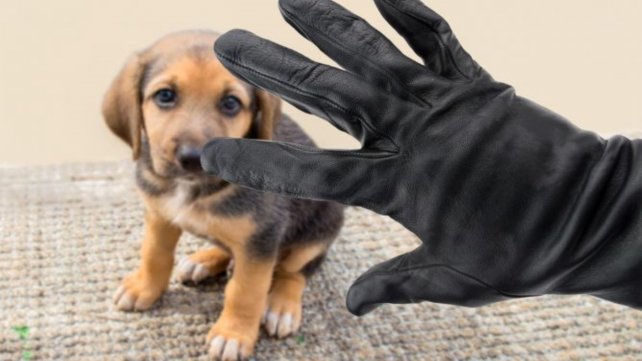 Ahora aseguran hasta los perros