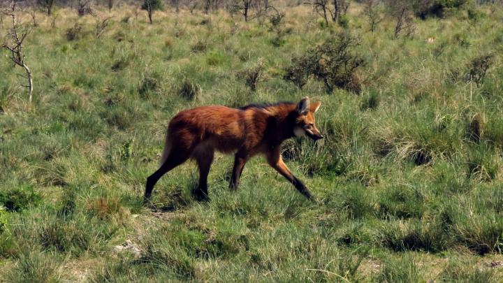 Liberan un aguará guazú en una reserva de Santa Fe