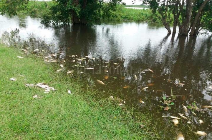 Advierten sobre mortandad de peces en los ríos