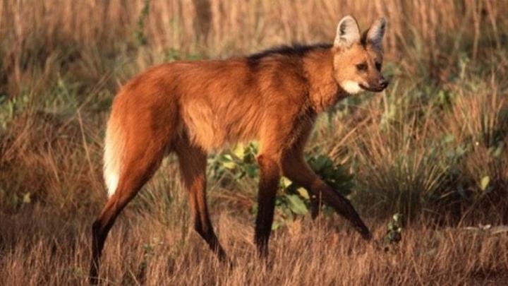 Santa Fe, modelo nacional en la protección del aguará guazú