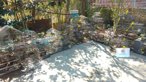 Secuestran aves autóctonas en Santa Fe
