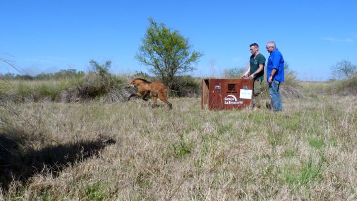 Liberan otro aguará guazú en Santa Fe