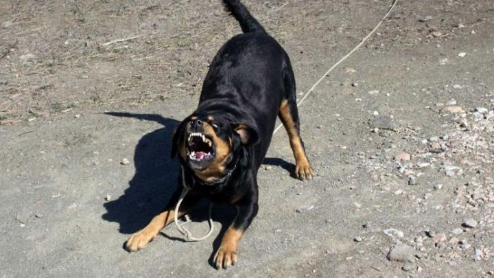 Un rottweiler atacó a una nena de cinco años 