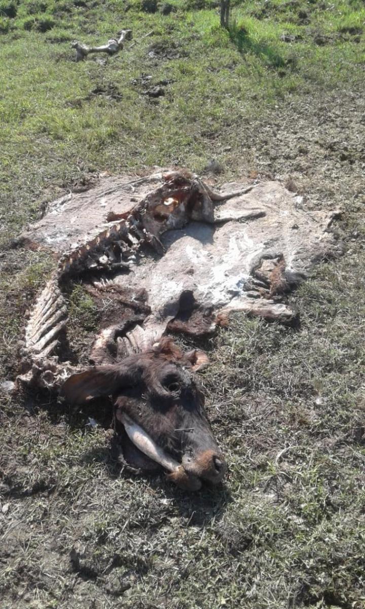 Productor ganadero deja la actividad por la inseguridad