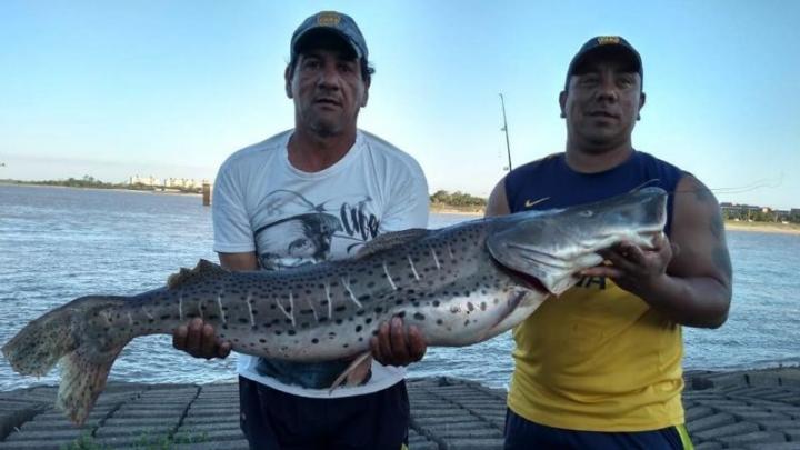Pescaron un surubí gigante en la Laguna Setúbal