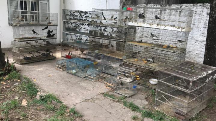 Rescatan 300 aves autóctonas protegidas