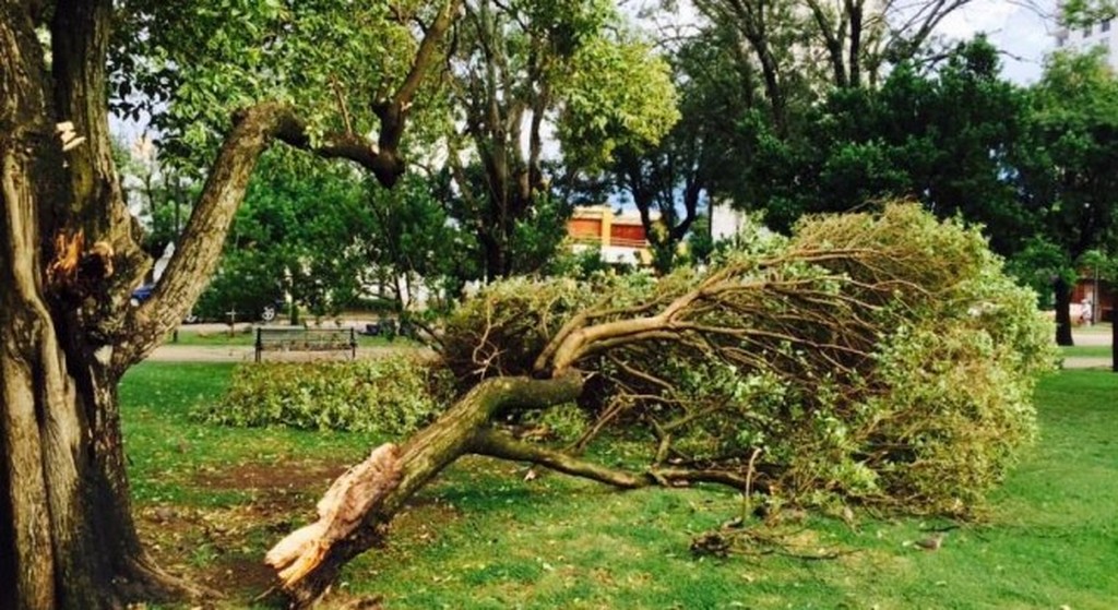 Árboles caídos por el fuerte viento