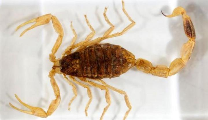 Consejos para evitar picaduras de alacranes 