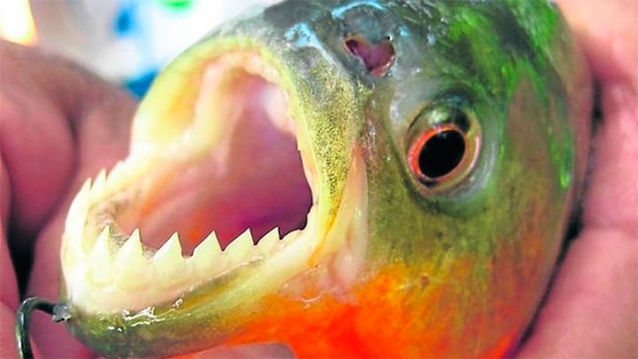 Santa Fe: 19 heridos por ataque de palometas