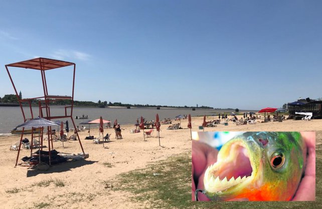 Santa Fe: analizan poner mallas antipalometas en la Setúbal