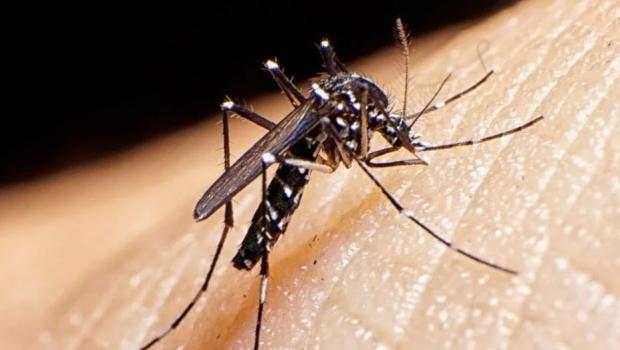 Dengue: primer caso importado en Santa Fe