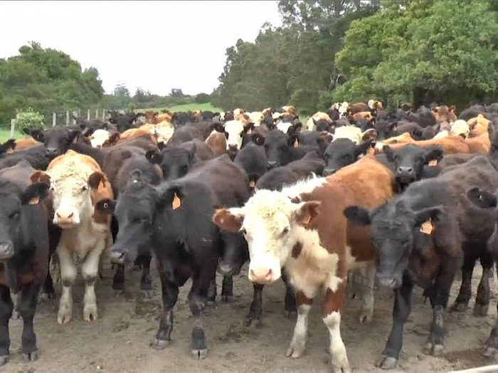 Crece el abigeato en los campos de Santa Fe