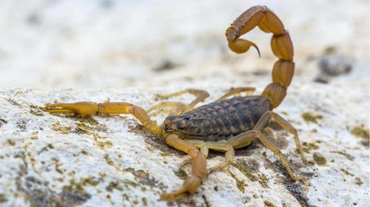 Qué hacer para prevenir picaduras de alacranes