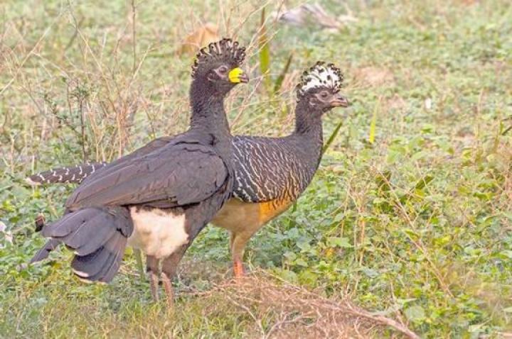 El muitú volvió a los Esteros de Iberá después de 40 años