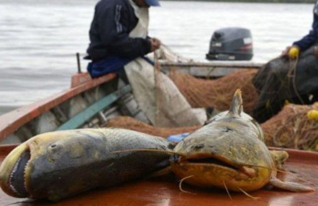 Reducen un 50 % las exportaciones de especies de río