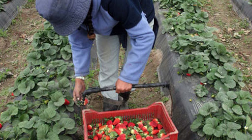 Quieren habilitar la llegada de 120 trabajadores de Chaco