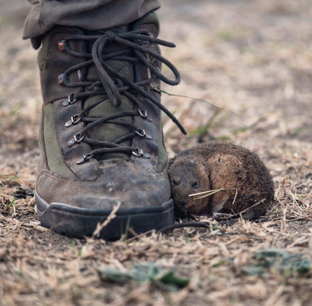 Fuego en las islas: un ratoncito que dice más que mil palabras