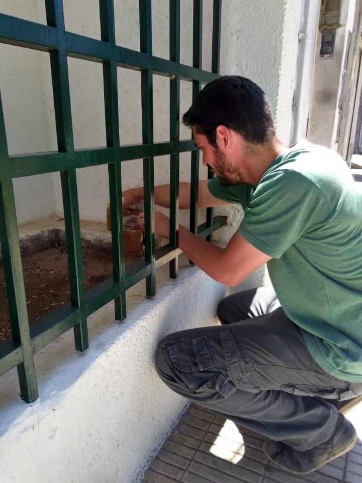 Dengue: instalan ovitrampas para monitorear el mosquito transmisor