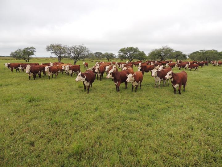 Santa Fe lidera la producción de carne bovina