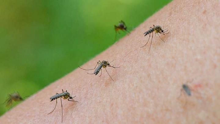 Invasión de mosquitos “culex” en Santa Fe