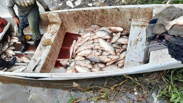 Sorprendieron a depredadores del río con 420 sábalos