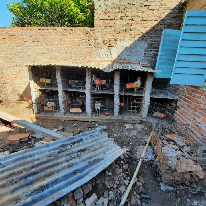  Rescatan 25 gallos de riña de un criadero clandestino 
