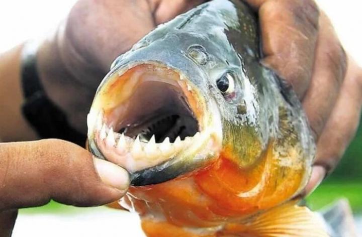 Feroces ataques de palometas en la Laguna Setúbal