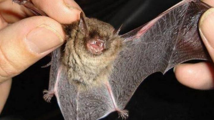 Murciélago con rabia: bloquearon una zona de Santa Fe