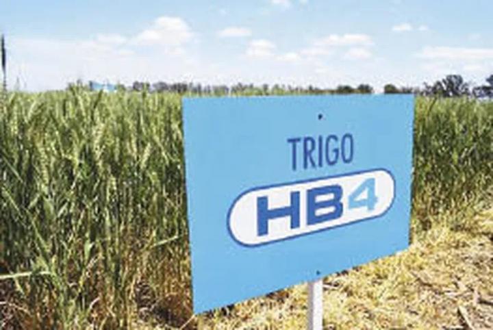 EE.UU. aprobó el trigo transgénico tolerante a la sequía