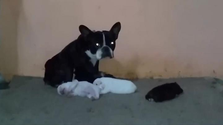 Rescatan 18 cachorritos que eran vendidos por las redes