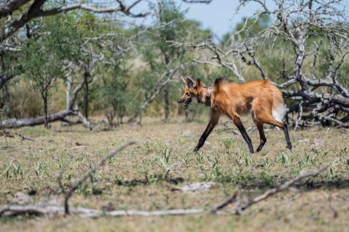 Liberaron a un aguará guazú a su hábitat natural